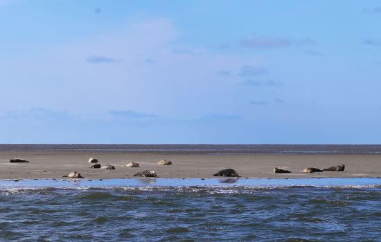 Seehunde auf einer Sandbank 