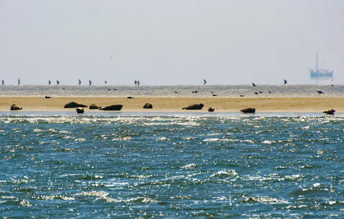 Plattbodenschiff seSeehunde liegen auf einer Sandbank im Wattenmeer Seehunde